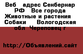 Веб – адрес Сенбернар.РФ - Все города Животные и растения » Собаки   . Вологодская обл.,Череповец г.